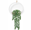 Hanging Succulent