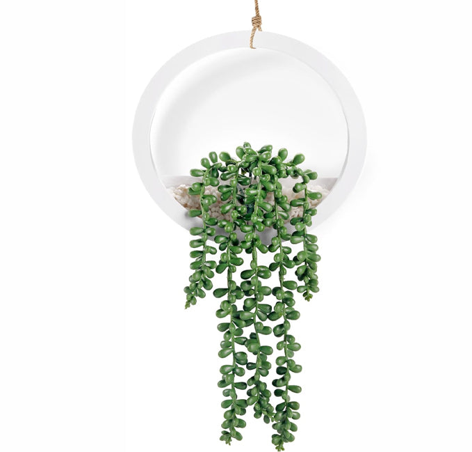 Hanging Succulent